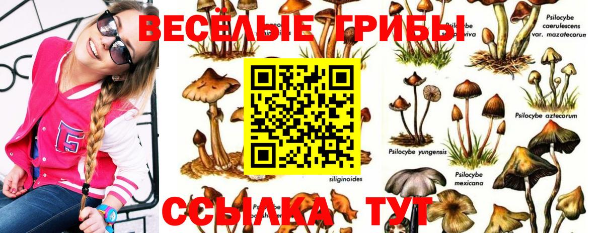 Псилоцибиновые грибы мицелий Куйбышев
